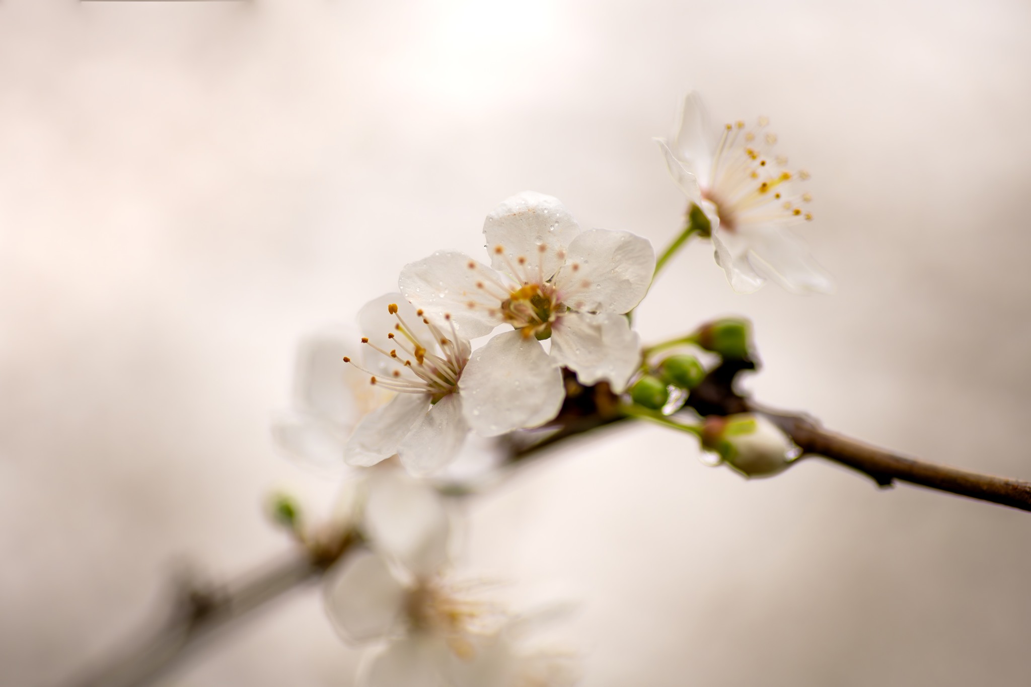 Close-up of white cherry blossom